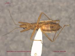 Attēlu rezultāti vaicājumam “Nabidae”