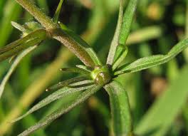 Attēlu rezultāti vaicājumam “Ranunculus auricomus”