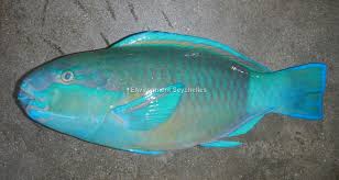 Image result for Chlorurus sordidus