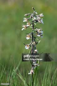 Attēlu rezultāti vaicājumam “Epipactis palustris flower”