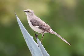 Image result for Mimus polyglottos