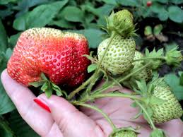 Attēlu rezultāti vaicājumam “Fragaria x ananassa fruit”