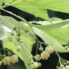 Attēlu rezultāti vaicājumam “Tilia cordata flower”