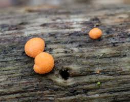 Attēlu rezultāti vaicājumam “Lycogala cf. fossiculatum macro”