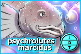 Image result for blobfish