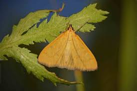Attēlu rezultāti vaicājumam “Mecyna flavalis”