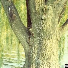 Attēlu rezultāti vaicājumam “Salix alba var. alba”