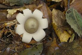 Attēlu rezultāti vaicājumam “Geastrum fimbriatum”