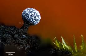 Attēlu rezultāti vaicājumam “Physarum braunianum young”