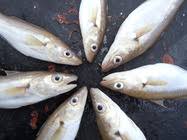 Image result for Merlangius merlangus