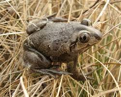 Attēlu rezultāti vaicājumam “Pelobates fuscus”