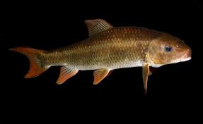 Image result for Moxostoma duquesnei