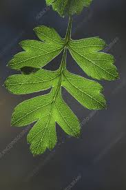 Attēlu rezultāti vaicājumam “Crataegus x macrocarpa”