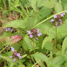 Attēlu rezultāti vaicājumam “Prunella vulgaris”