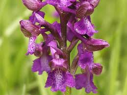 Attēlu rezultāti vaicājumam “Orchis morio”