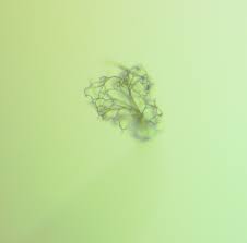 Attēlu rezultāti vaicājumam “Paradiacheopsis rigida”