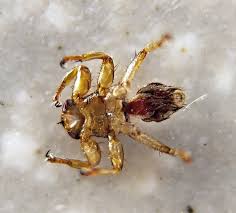 Attēlu rezultāti vaicājumam “Lipoptena cervi”