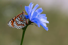 Attēlu rezultāti vaicājumam “Melitaea didyma underside”