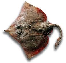 Image result for Rostroraja alba