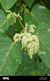 Attēlu rezultāti vaicājumam “Reynoutria sachalinensis leaf”