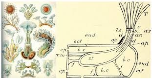 Attēlu rezultāti vaicājumam “Bryozoa”