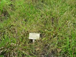 Attēlu rezultāti vaicājumam “Luzula pilosa bud”