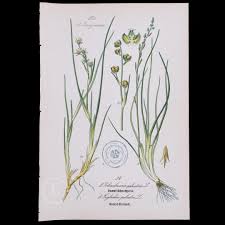 Attēlu rezultāti vaicājumam “Danthonia decumbens fruit”