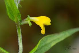 Attēlu rezultāti vaicājumam “Melampyrum sylvaticum leaf”