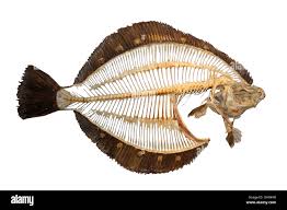 Image result for Platichthys flesus