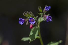 Attēlu rezultāti vaicājumam “Pulmonaria obscura”