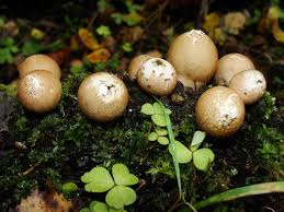 Attēlu rezultāti vaicājumam “Lycoperdon pyriforme young”