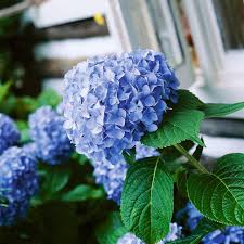 Attēlu rezultāti vaicājumam “Hydrangea”