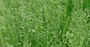 Attēlu rezultāti vaicājumam “Poa compressa”