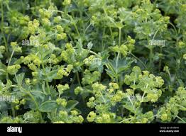 Image result for Frauenmantel