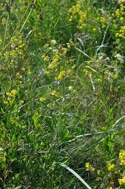 Attēlu rezultāti vaicājumam “Sisymbrium volgense”