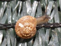 Attēlu rezultāti vaicājumam “Helicidae”