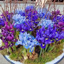 Attēlu rezultāti vaicājumam “Iris reticulata flower”