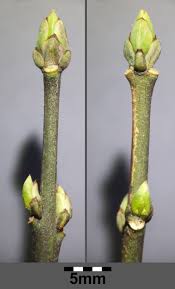 Attēlu rezultāti vaicājumam “Euonymus europaeus bud”
