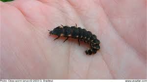 Attēlu rezultāti vaicājumam “Lampyris noctiluca larva”