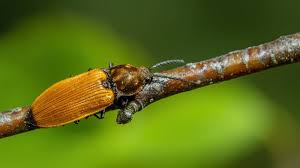 Attēlu rezultāti vaicājumam “Anostirus castaneus”