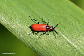 Attēlu rezultāti vaicājumam “Anthocomus fasciatus”