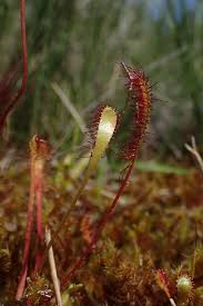 Attēlu rezultāti vaicājumam “Drosera anglica”