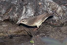 Image result for Seiurus noveboracensis