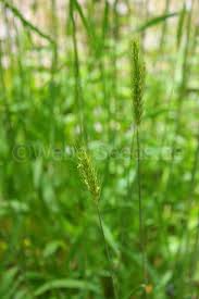 Attēlu rezultāti vaicājumam “Hordelymus europaeus”