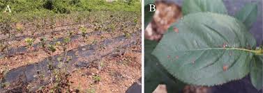 Attēlu rezultāti vaicājumam “Aronia melanocarpa leaf”