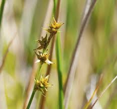 Attēlu rezultāti vaicājumam “Carex echinata”