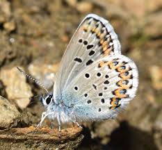 Attēlu rezultāti vaicājumam “Plebejus idas underside”
