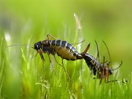 Attēlu rezultāti vaicājumam “Boreus”