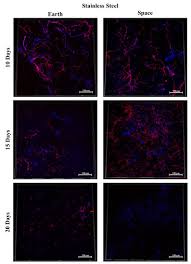 Attēlu rezultāti vaicājumam “Collaria rubens spores”