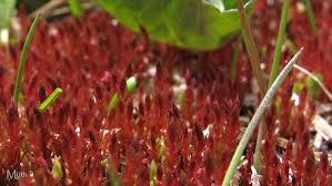 Attēlu rezultāti vaicājumam “Bryum weigelii”